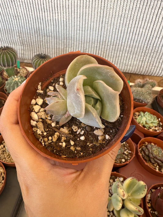 Graptoveria Lovely Rose