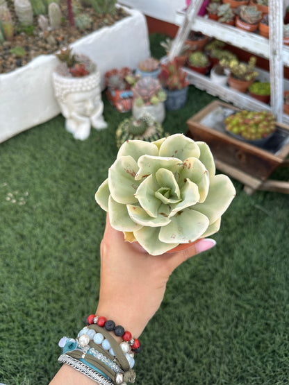Echeveria Moon River Variegada