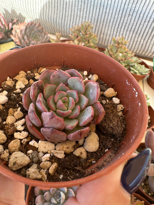 Echeveria Korea