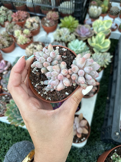 Pachyphytum Rzedowskii