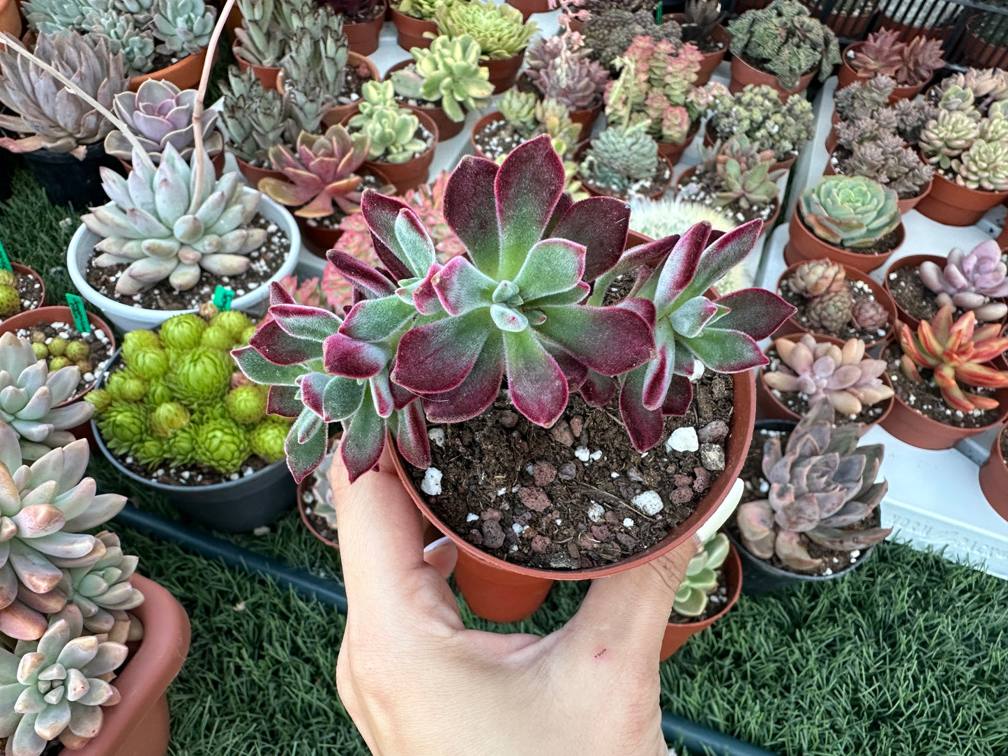 Echeveria Pulvinata ‘Devotion’