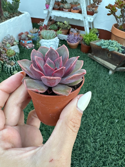 Echeveria Mina
