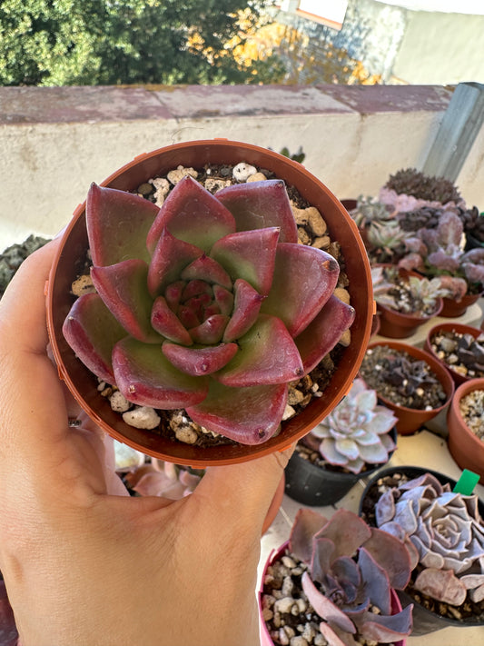 Echeveria Agavoides Tauris