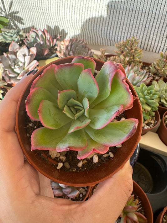 Echeveria Green Pacific