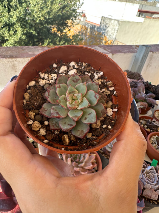 Echeveria Nacre