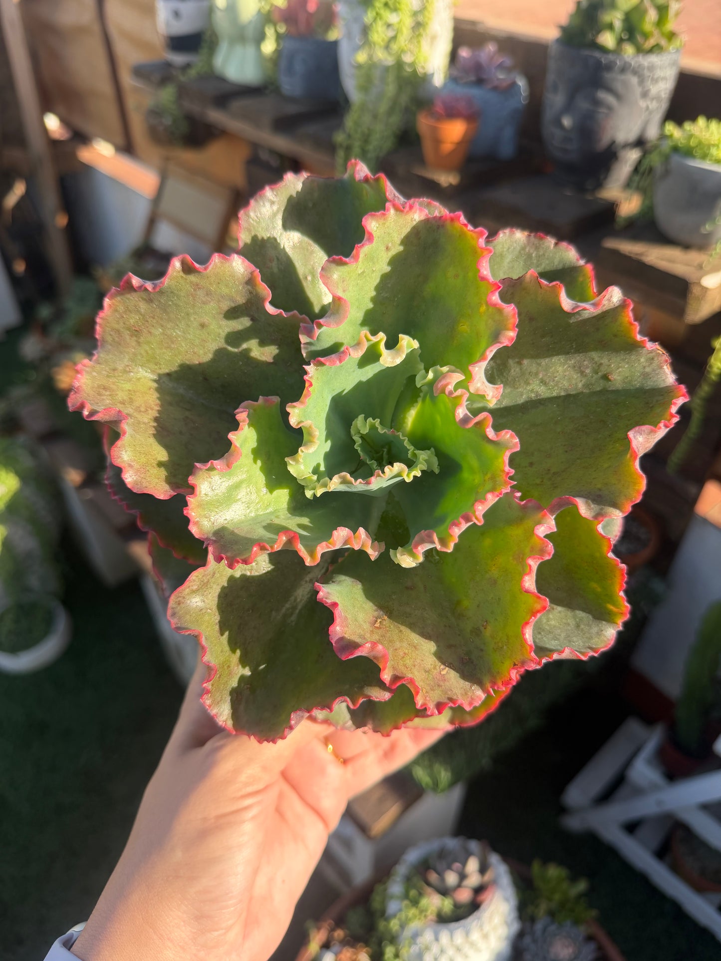 Echeveria First Lady