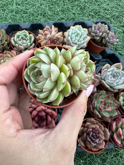 Echeveria Coreana