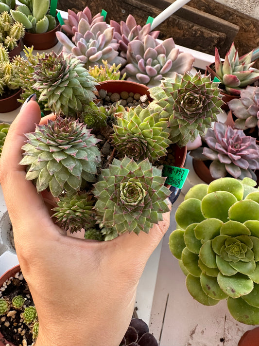 Sempervivum Riga Dark Purple