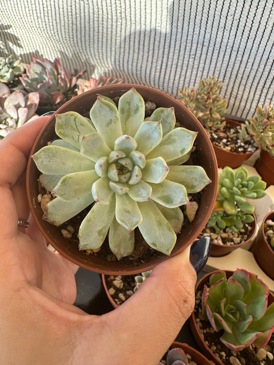 Echeveria Cuspidata