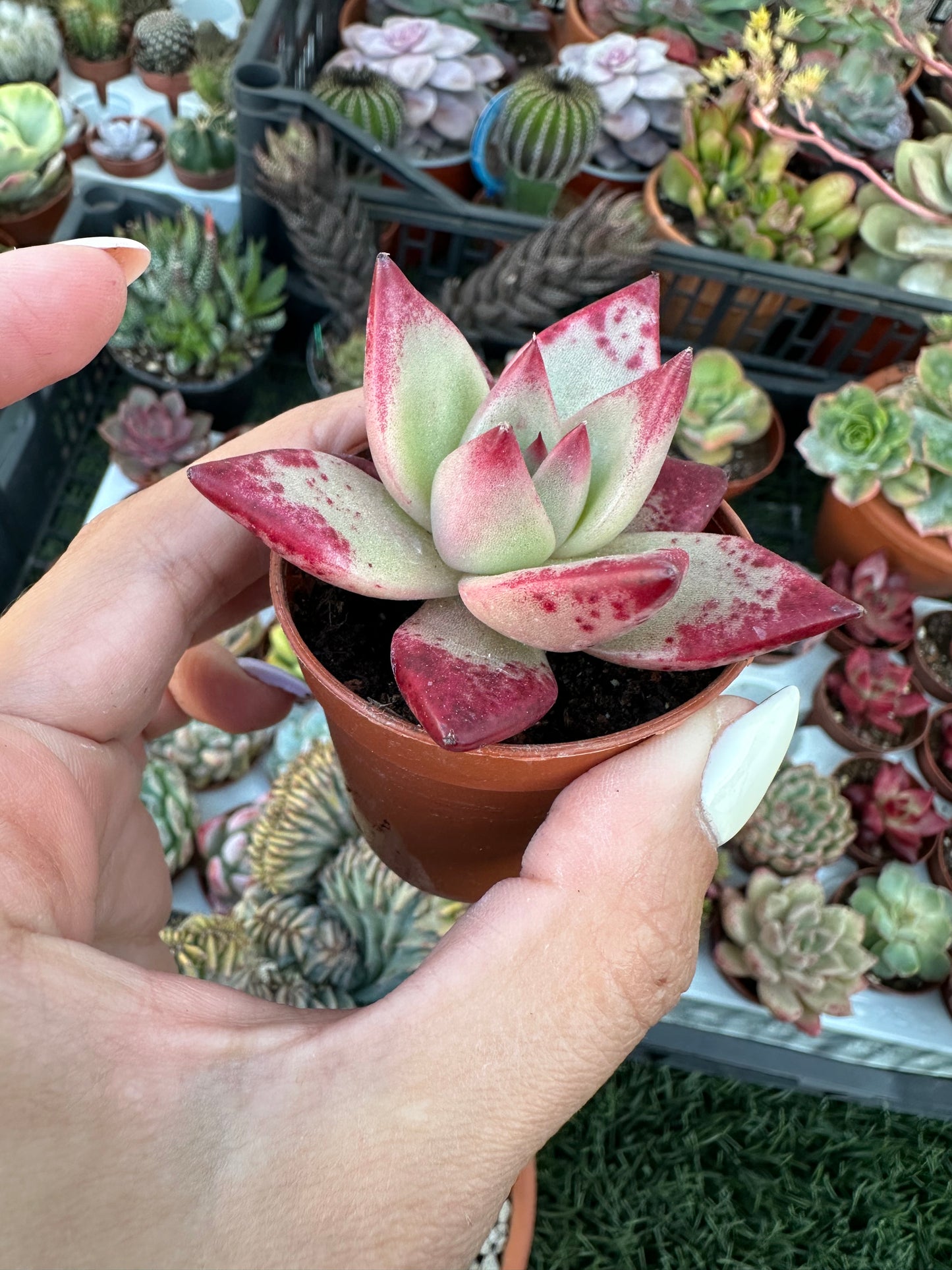 Echeveria Agavoides