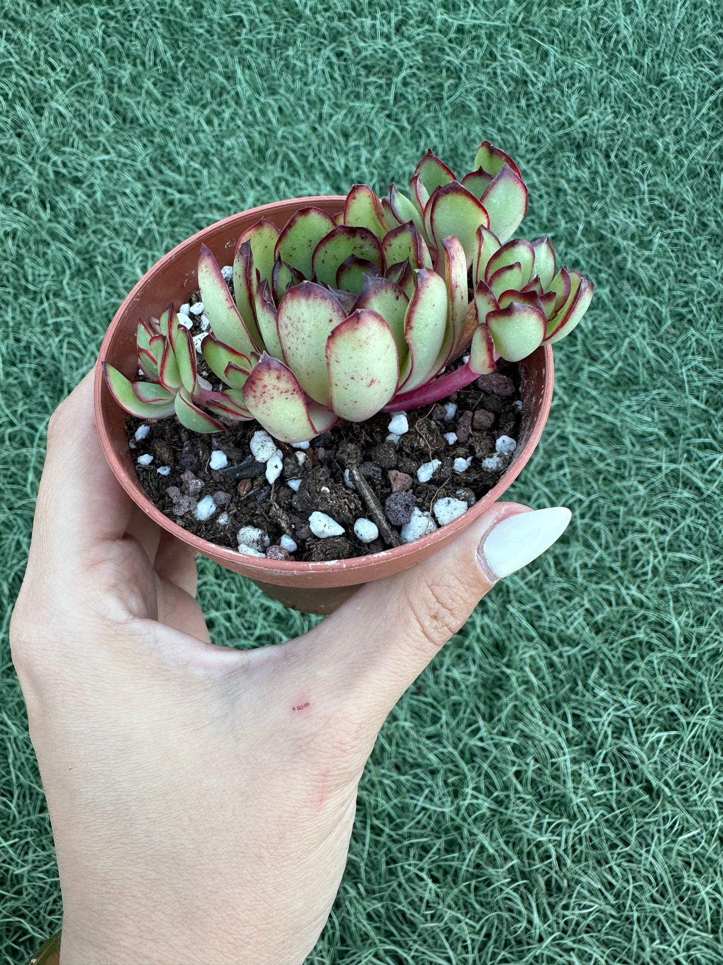 Echeveria Magma Perle