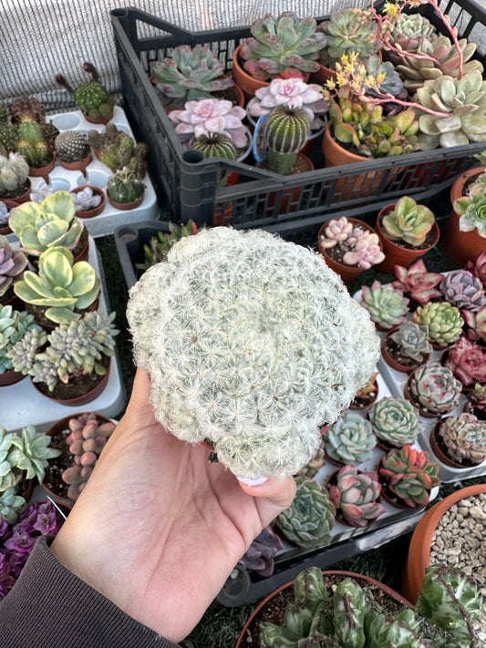 Mammillaria Plumosa