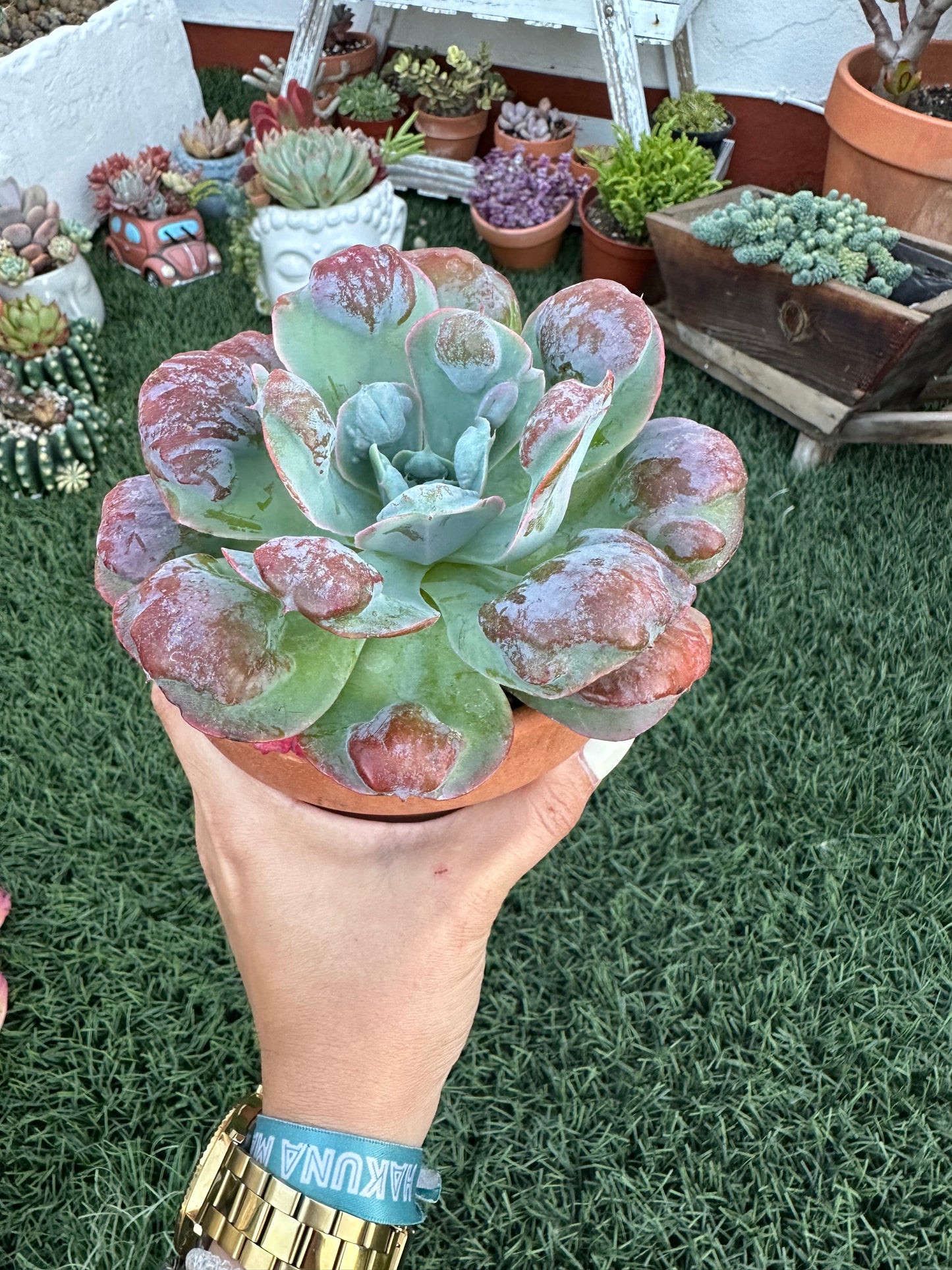 Echeveria Raindrops (13cm)