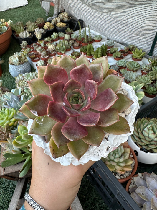 Echeveria Mina
