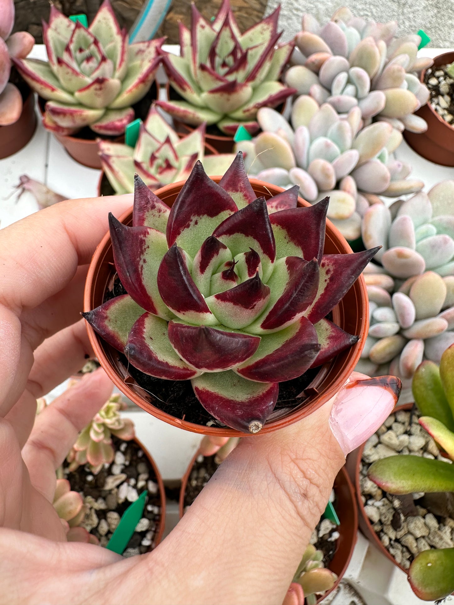 Echeveria Agavoides Ebony