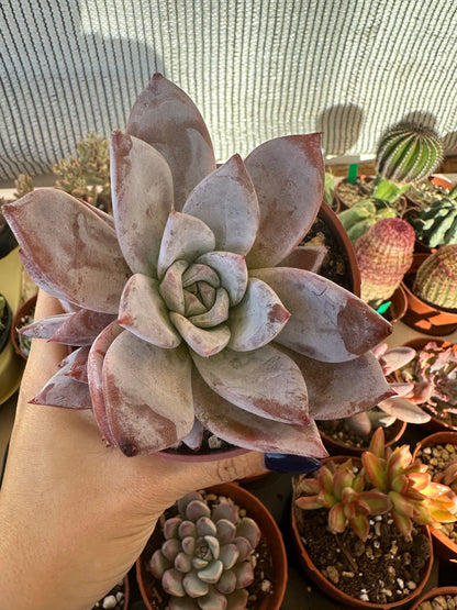 Echeveria White Lotus