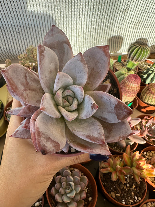 Echeveria White Lotus
