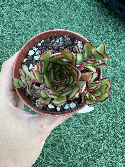 Echeveria Magma Perle