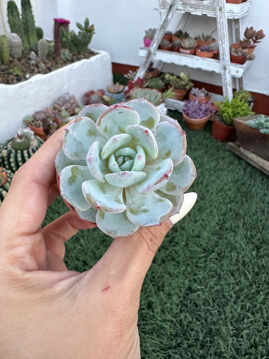 Echeveria Monroe x Laui