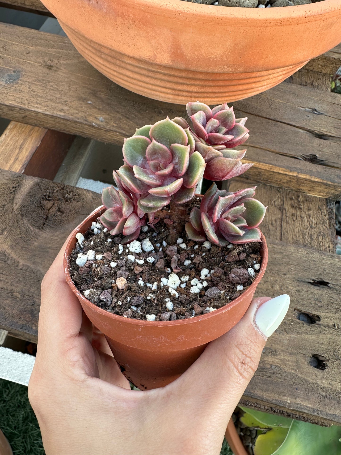 Echeveria Zestar