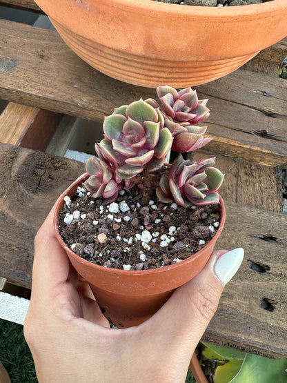 Echeveria Zestar