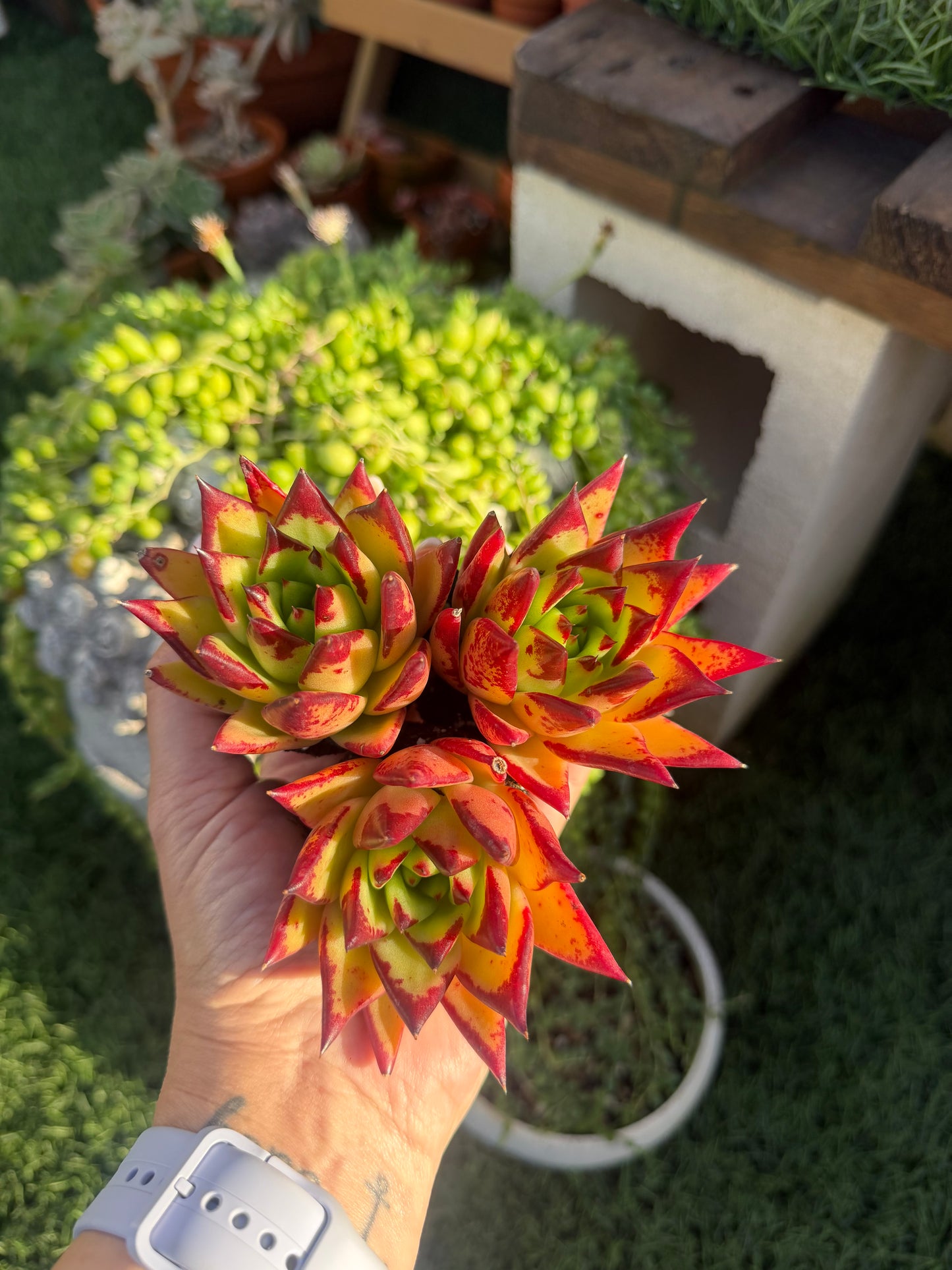 Echeveria Agavoides Lipstick