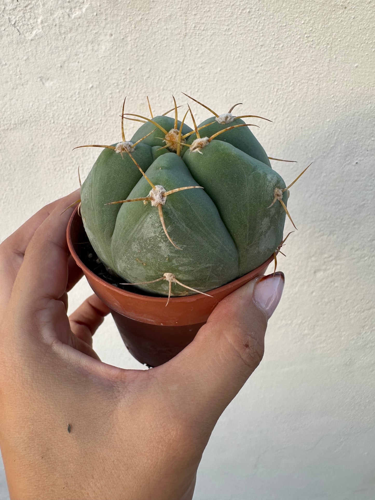 Gymnocalycium Horstii