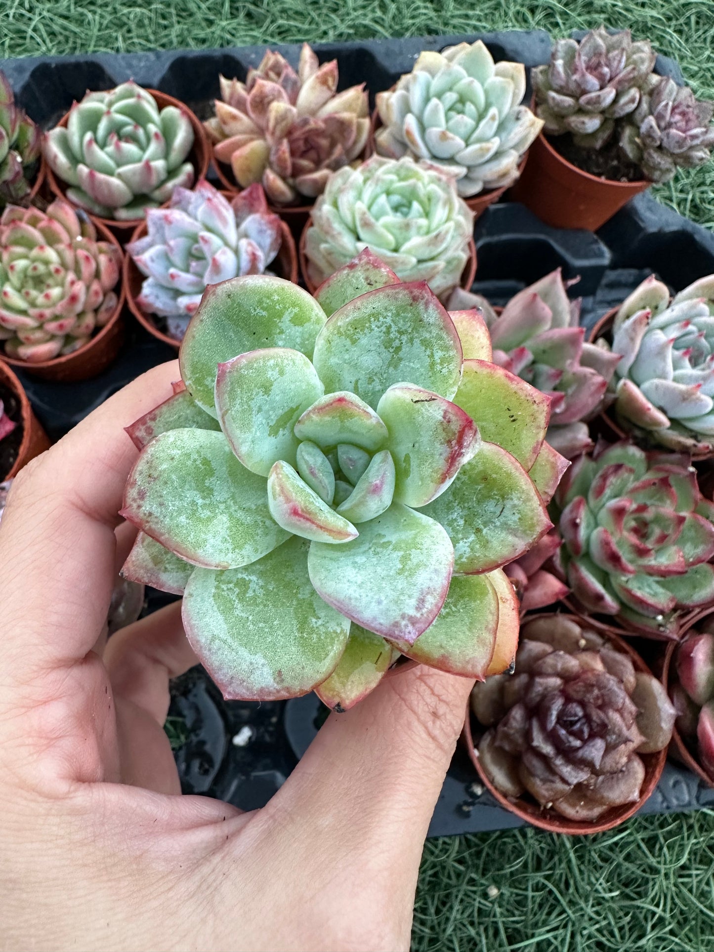 Echeveria Coreana