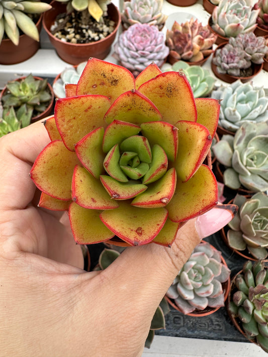 Echeveria Salsa Verde