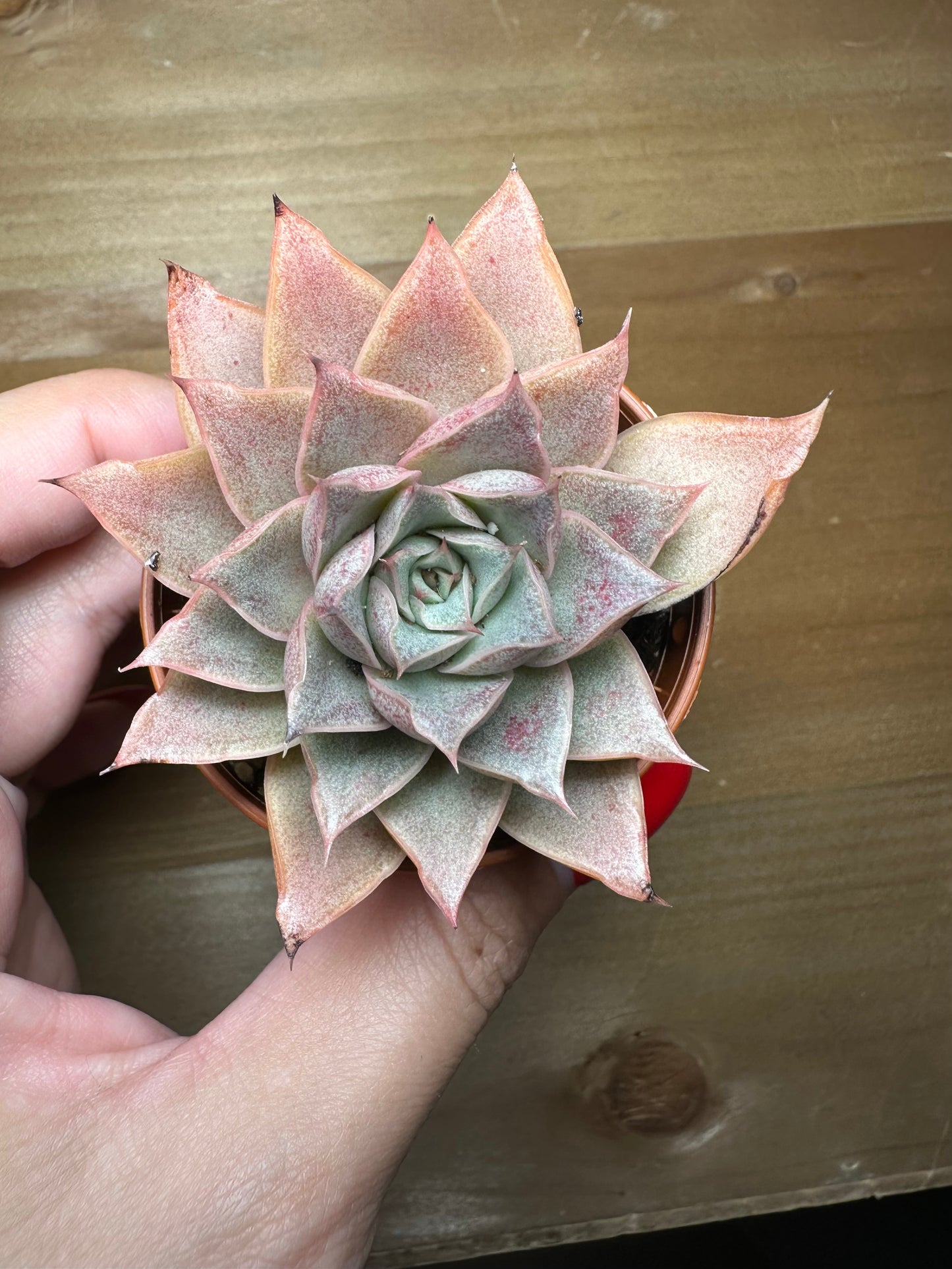 Echeveria Maya