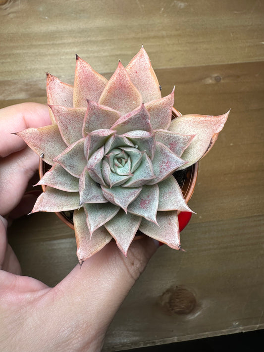 Echeveria Maya