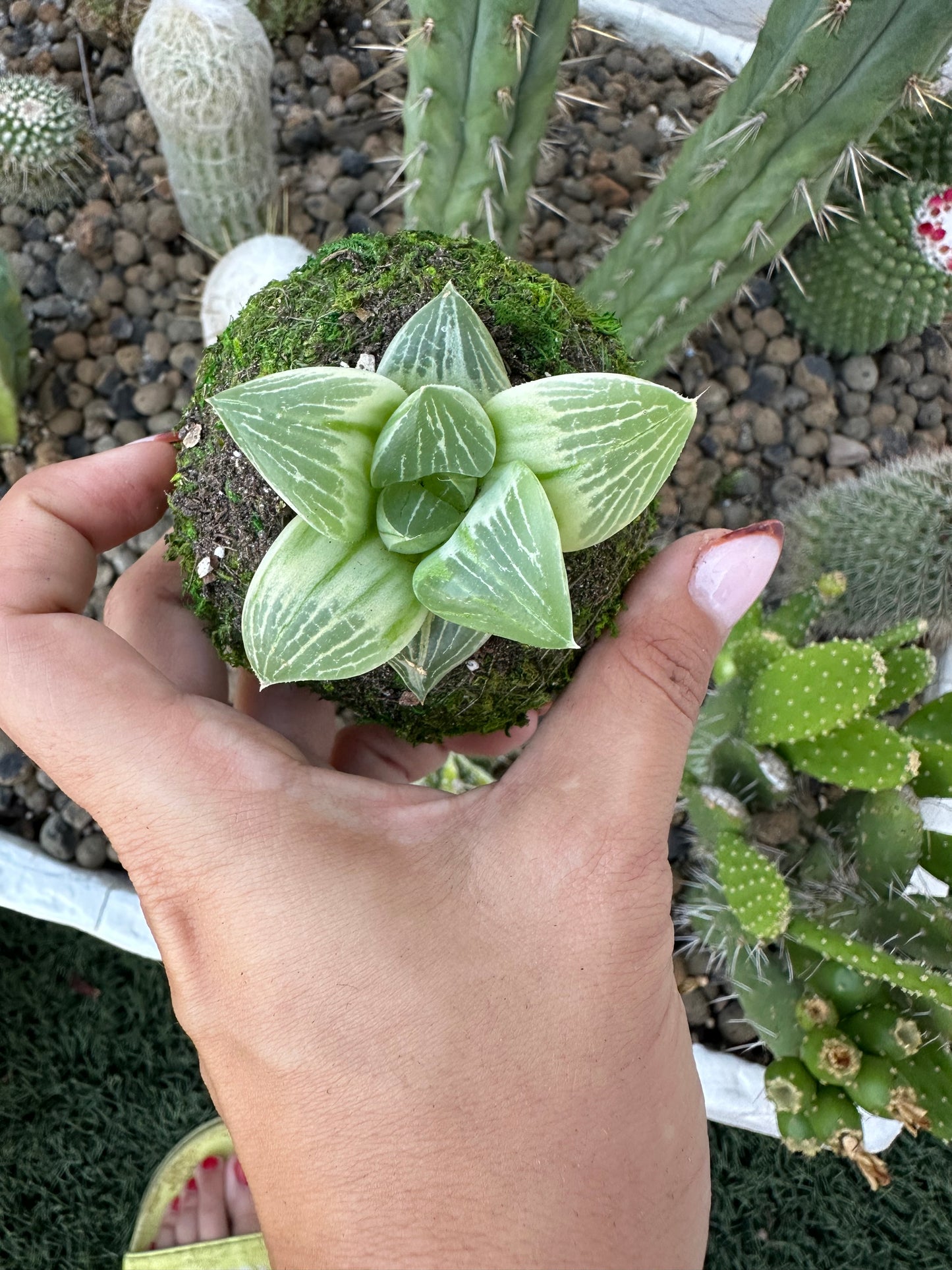 Haworthia