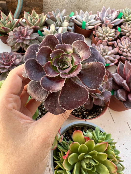 Aeonium Velour