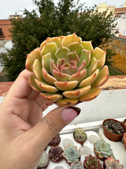 Echeveria Brown Rosa