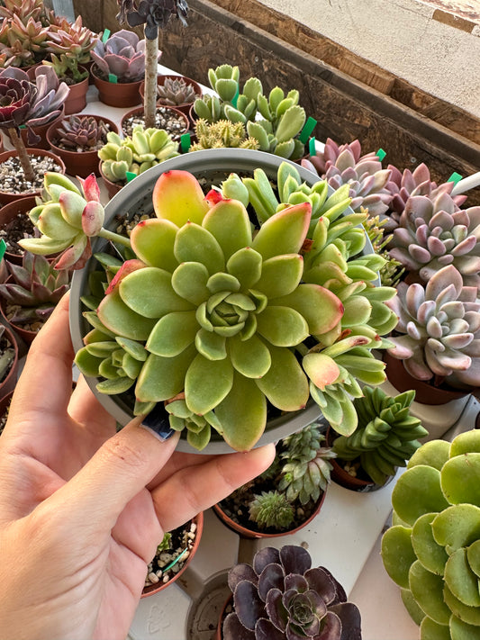 Echeveria