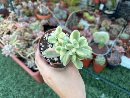 Cotyledon Tomentosa Variegata