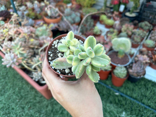Cotyledon Tomentosa Variegata