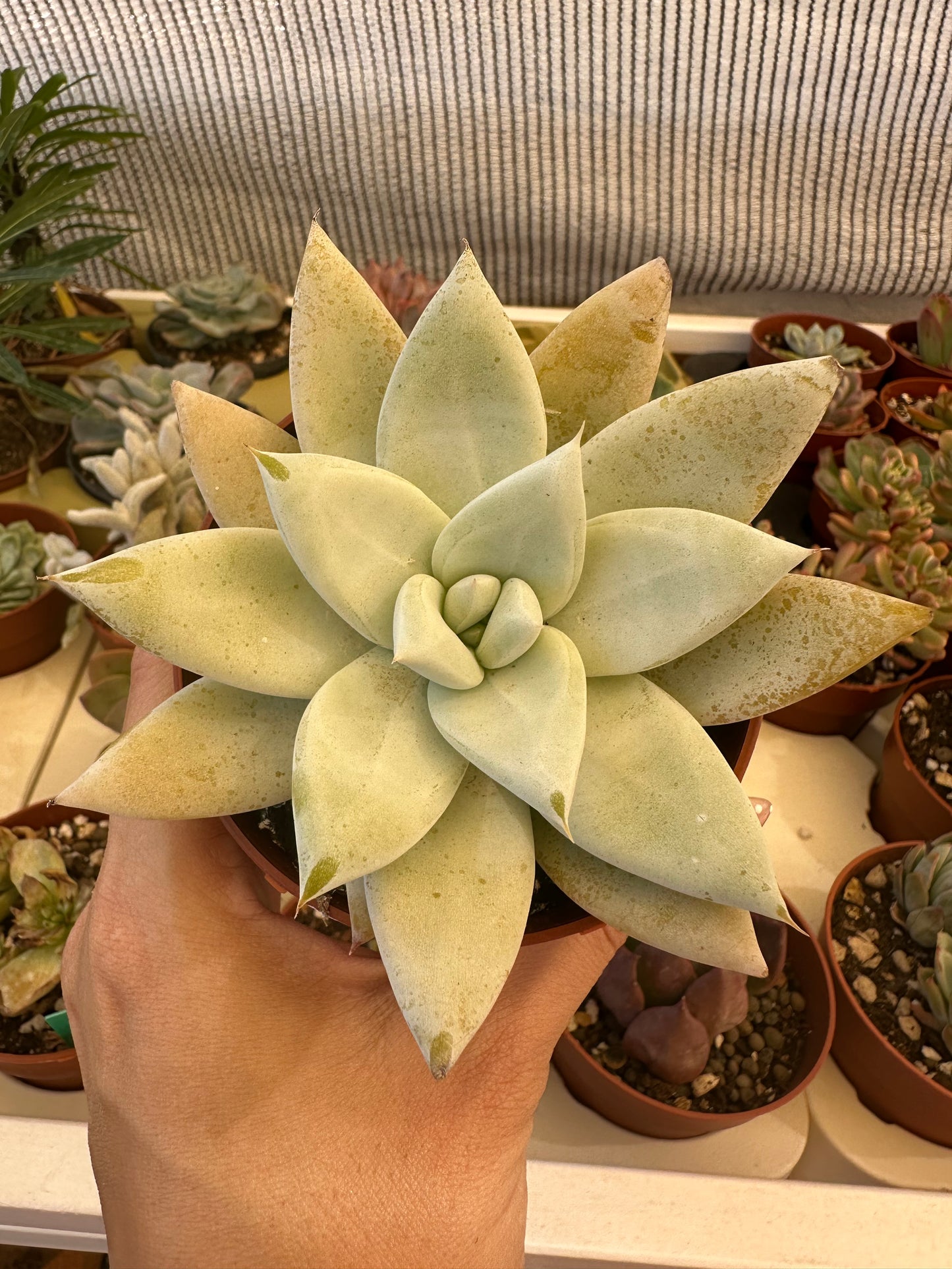 Echeveria Mexican Giant