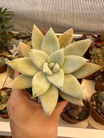 Echeveria Mexican Giant