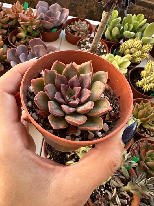 Echeveria Mina Rubra 2