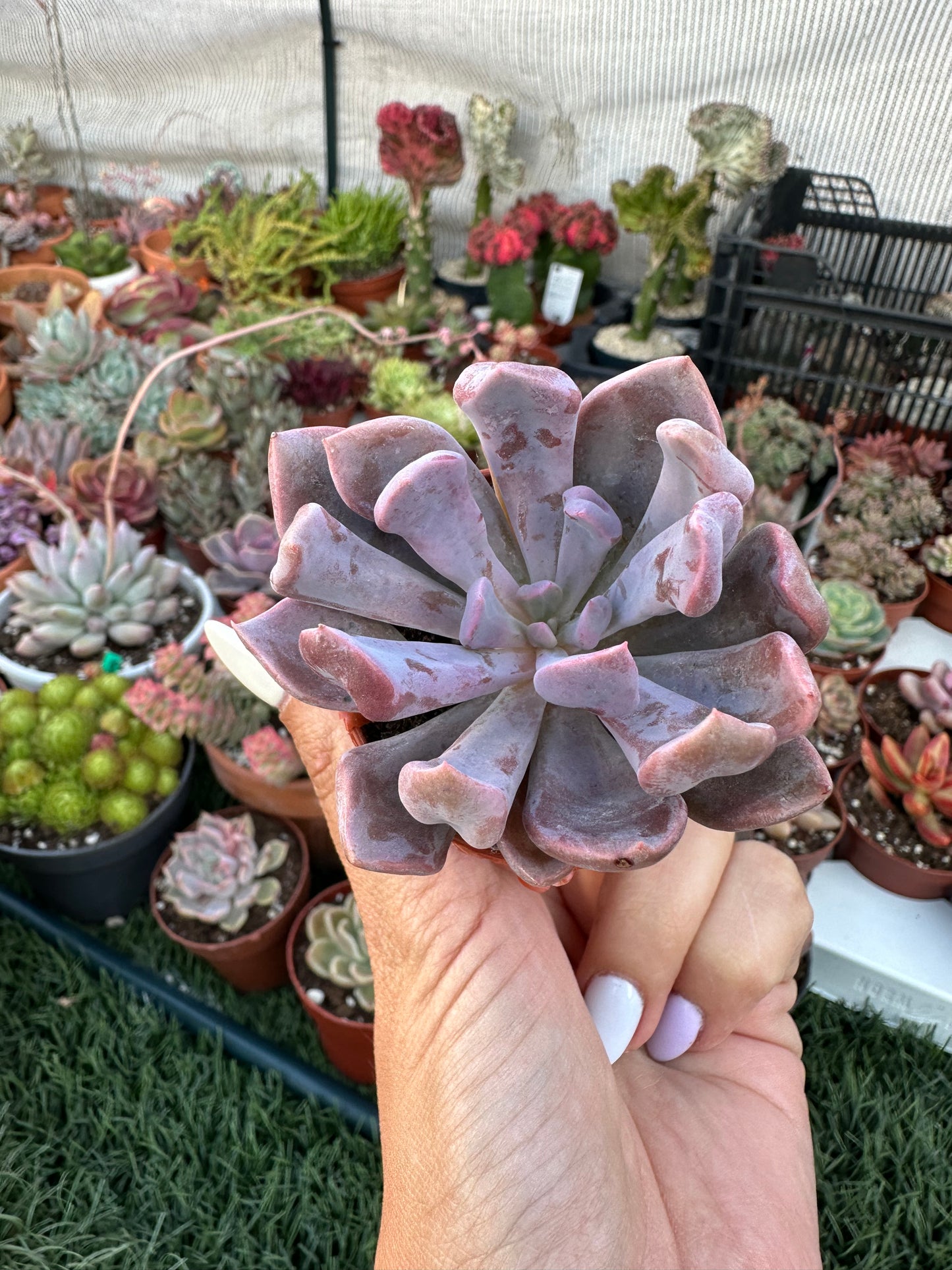 Graptoveria Topsy Debbie