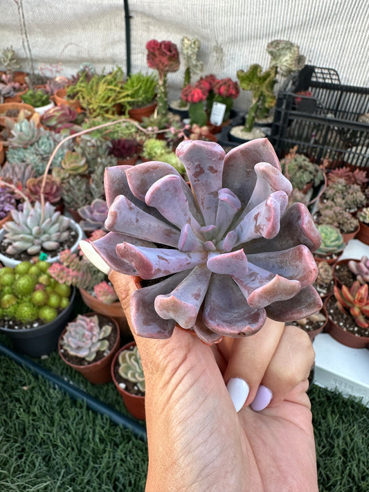 Graptoveria Topsy Debbie