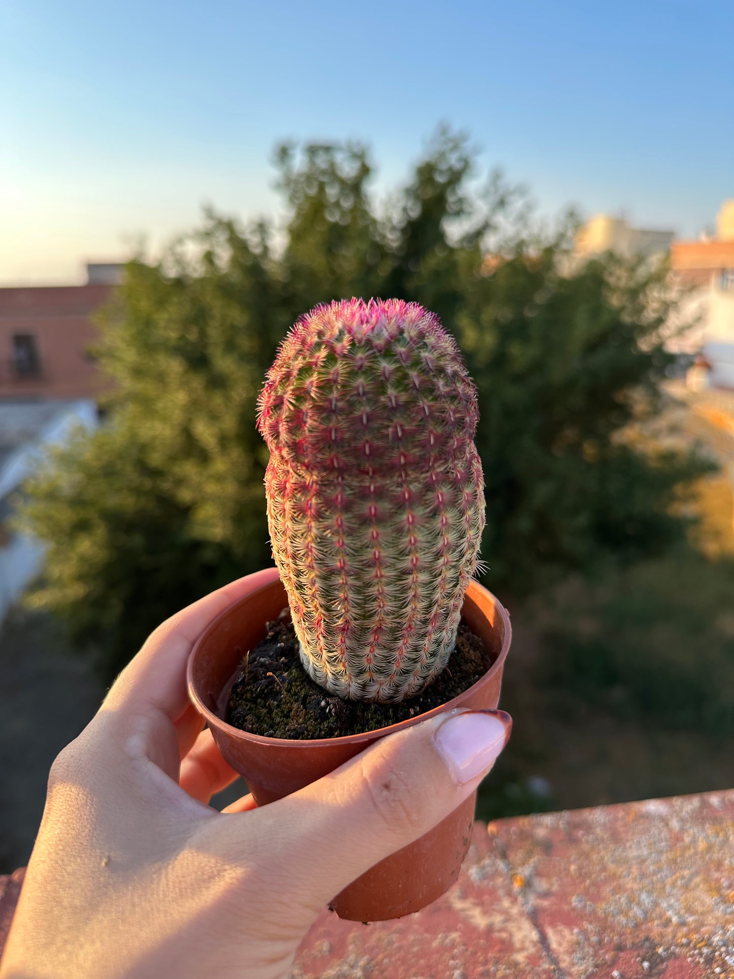 Echinocereus Rigidissimus Rubispinus (Cactus Barbie)