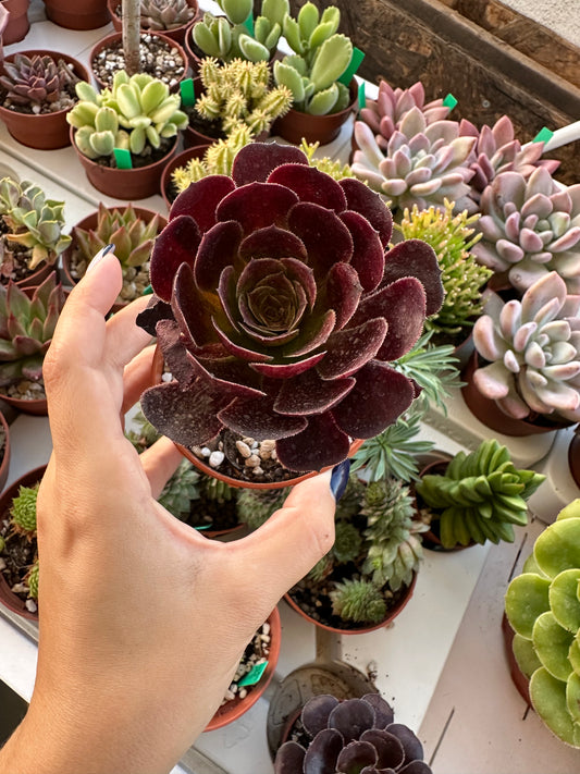 Aeonium Arboreum Atropurpureum