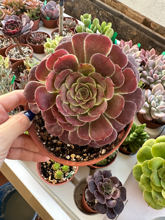 Aeonium
