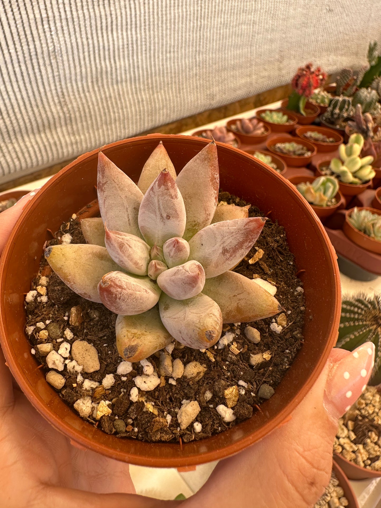 Echeveria tolimanensis