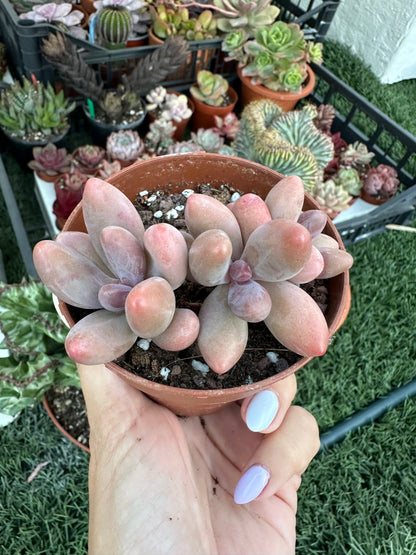 Pachysedum Ganzhou