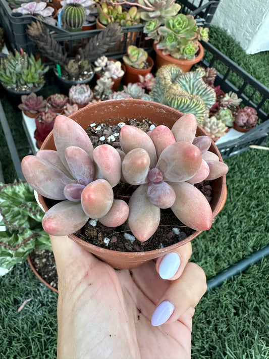 Pachysedum Ganzhou