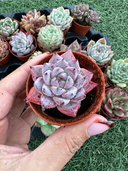 Echeveria Coreana