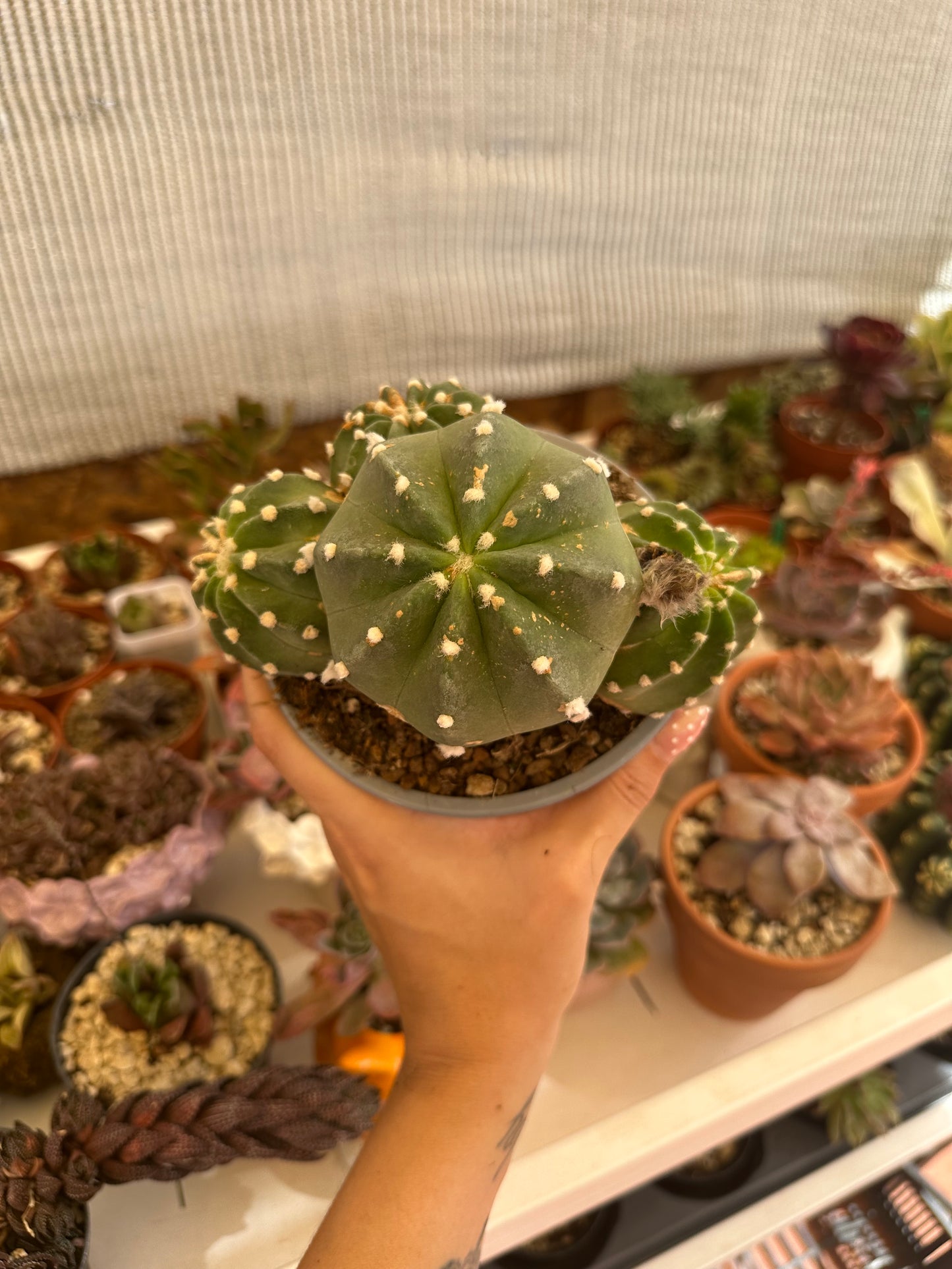 Echinopsis Subdenudata “Cactus Linterna”